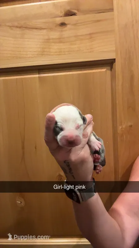 Lt pink collar- Sarabi  – American Bully puppy for sale in Roy, WA