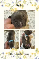 Blue- Simba, a male American Bully for sale in Roy, WA – 5 of 5