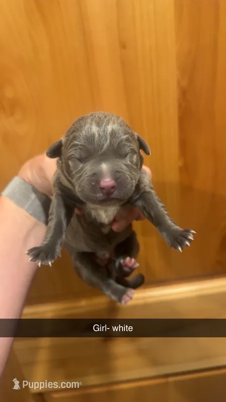 Grey collar Mufasa – American Bully puppy for sale in Roy, WA