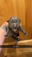 Grey collar Mufasa, a male American Bully for sale in Roy, WA – 1 of 5