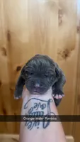 Orange collar - Pumbaa, a male American Bully for sale in Roy, WA – 3 of 5