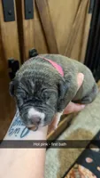 Hot pink - Zira , a male American Bully for sale in Roy, WA – 4 of 5