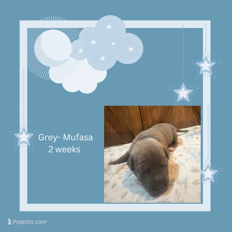 Grey collar Mufasa – American Bully puppy for sale in Roy, WA