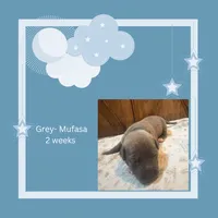 Grey collar Mufasa, a male American Bully for sale in Roy, WA – 2 of 8