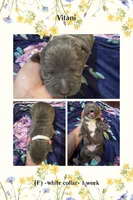 White collar - Vitani , a male American Bully for sale in Roy, WA – 4 of 4