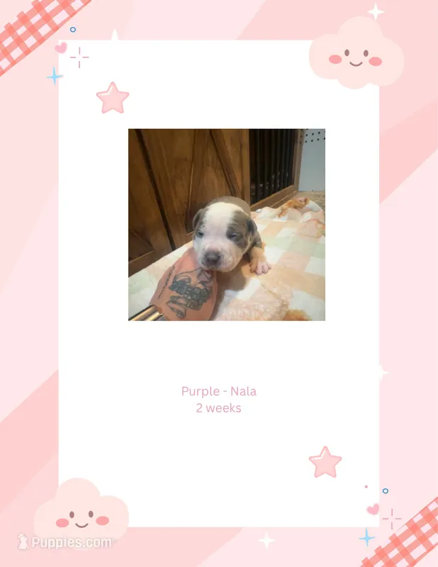 Purple collar- Nala – American Bully puppy on hold in Roy, WA