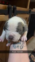 Purple collar- Nala, a male American Bully for sale in Roy, WA – 4 of 5