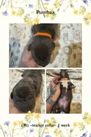 Orange collar - Pumbaa, a male American Bully for sale in Roy, WA – 5 of 5