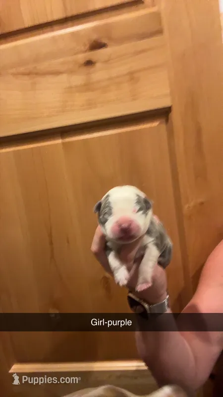 Purple collar- Nala – American Bully puppy for sale in Roy, WA