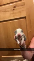 Purple collar- Nala, a male American Bully for sale in Roy, WA – 1 of 5