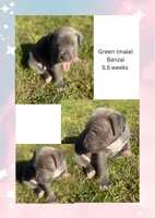 Green collar - Banzai, a male American Bully for sale in Roy, WA – 8 of 8