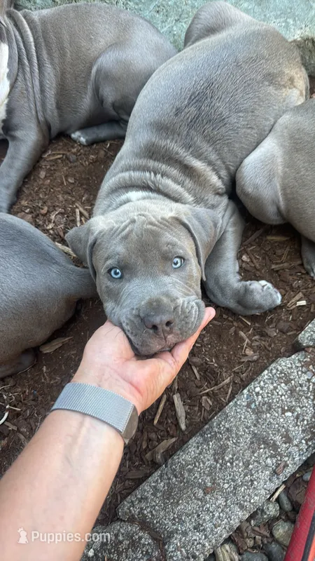 Green collar - Banzai – American Bully puppy for sale in Roy, WA