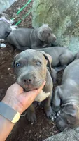 Orange collar - Pumbaa, a male American Bully for sale in Roy, WA – 1 of 8