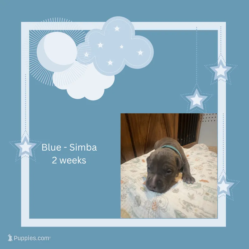 Blue- Simba – American Bully puppy for sale in Roy, WA
