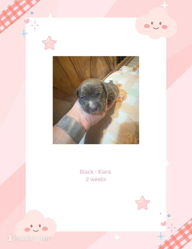 Black- Kiara  – American Bully puppy for sale in Roy, WA