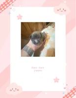 Black- Kiara , a female American Bully for sale in Roy, WA – 2 of 8