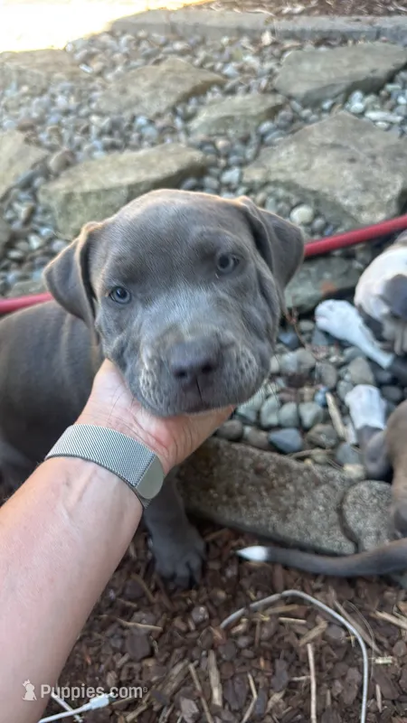 White collar - Vitani  – American Bully puppy for sale in Roy, WA