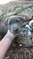 White collar - Vitani , a female American Bully for sale in Roy, WA – 1 of 6