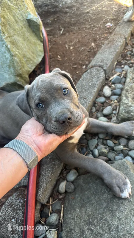 Grey collar Mufasa – American Bully puppy for sale in Roy, WA