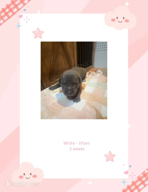 White collar - Vitani  – American Bully puppy for sale in Roy, WA