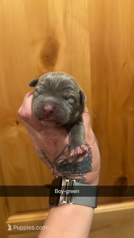 Green collar - Banzai – American Bully puppy for sale in Roy, WA