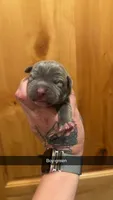 Green collar - Banzai, a male American Bully for sale in Roy, WA – 1 of 5