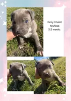 Grey collar Mufasa, a male American Bully for sale in Roy, WA – 8 of 8