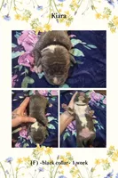 Black- Kiara , a male American Bully for sale in Roy, WA – 5 of 5