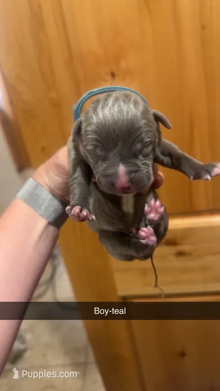 Blue- Simba – American Bully puppy for sale in Roy, WA