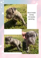 Blue- Simba, a male American Bully for sale in Roy, WA – 8 of 8