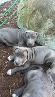 Blue- Simba, a male American Bully for sale in Roy, WA – 1 of 8