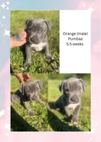 Orange collar - Pumbaa, a male American Bully for sale in Roy, WA – 8 of 8