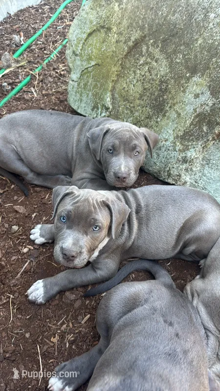Black- Kiara  – American Bully puppy for sale in Roy, WA
