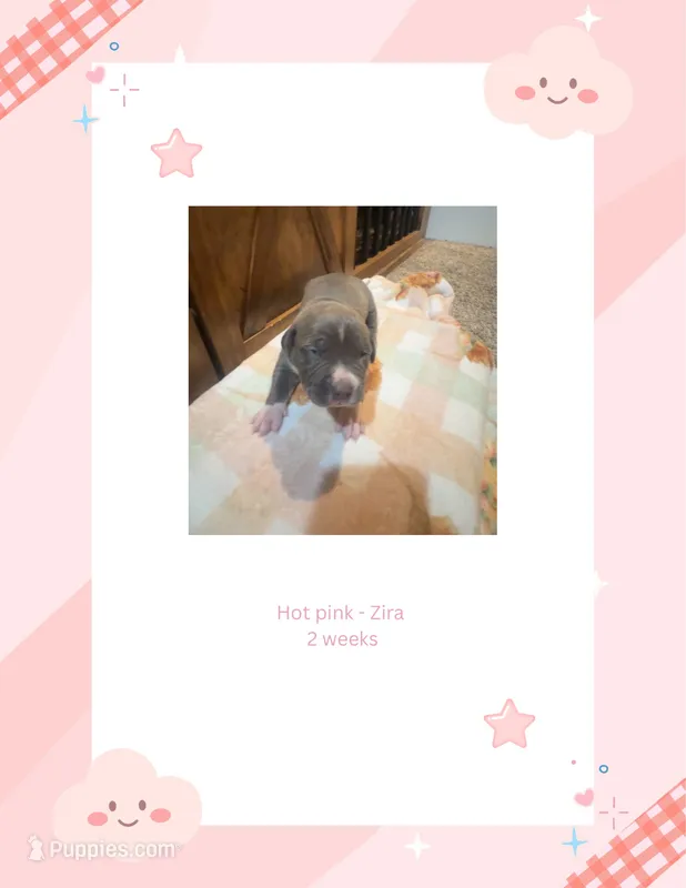 Hot pink - Zira  – American Bully puppy for sale in Roy, WA