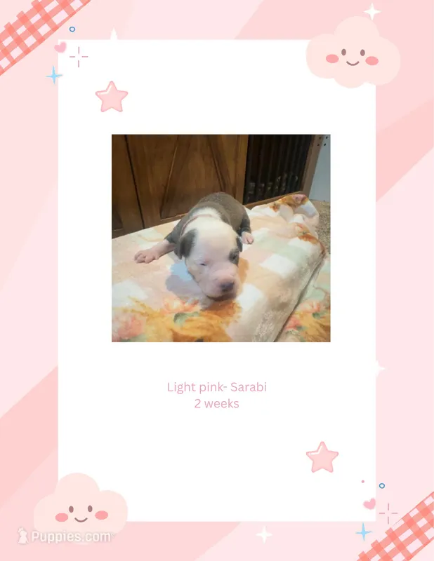 Lt pink collar- Sarabi  – American Bully puppy for sale in Roy, WA