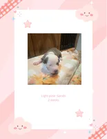 Lt pink collar- Sarabi , a female American Bully for sale in Roy, WA – 1 of 6