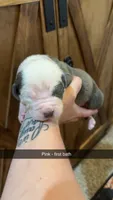 Lt pink collar- Sarabi , a male American Bully for sale in Roy, WA – 4 of 5