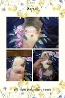 Lt pink collar- Sarabi , a male American Bully for sale in Roy, WA – 5 of 5