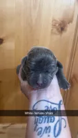 White collar - Vitani , a male American Bully for sale in Roy, WA – 1 of 4
