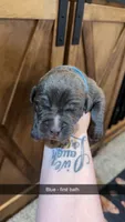 Blue- Simba, a male American Bully for sale in Roy, WA – 4 of 5