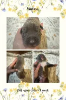 Grey collar Mufasa, a male American Bully for sale in Roy, WA – 5 of 5