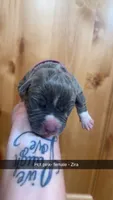 Hot pink - Zira , a male American Bully for sale in Roy, WA – 3 of 5
