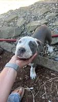 Lt pink collar- Sarabi , a female American Bully for sale in Roy, WA – 1 of 7