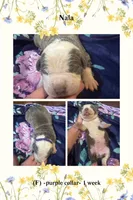 Purple collar- Nala, a male American Bully for sale in Roy, WA – 5 of 5