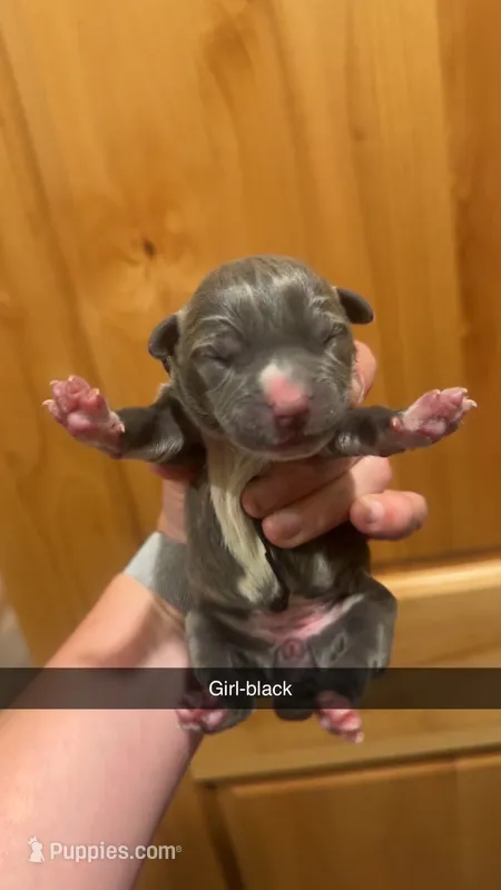 Black- Kiara  – American Bully puppy for sale in Roy, WA