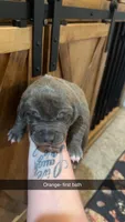 Orange collar - Pumbaa, a male American Bully for sale in Roy, WA – 4 of 5