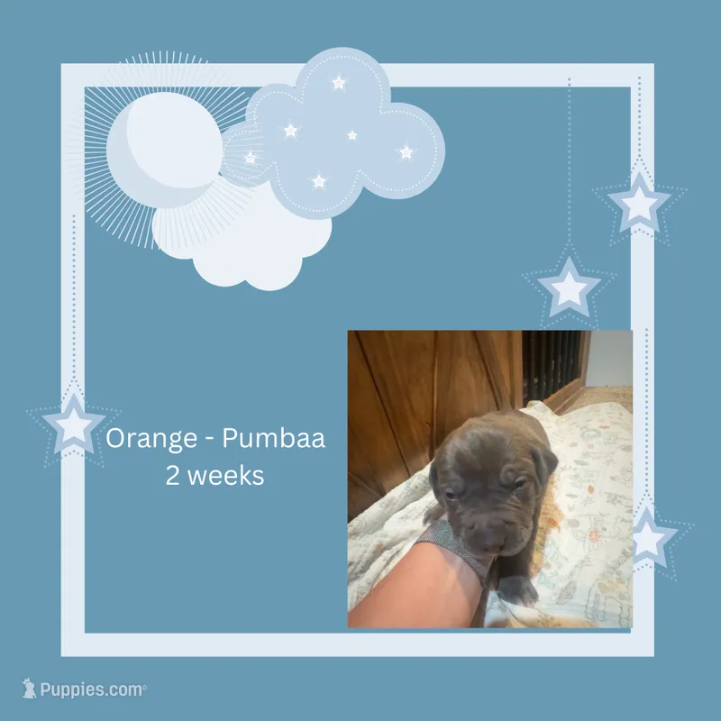 Orange collar - Pumbaa – American Bully puppy for sale in Roy, WA