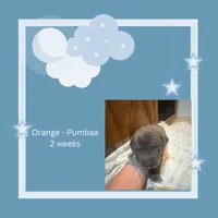 Orange collar - Pumbaa, a male American Bully for sale in Roy, WA – 2 of 8
