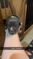 Black- Kiara , a male American Bully for sale in Roy, WA – 4 of 5