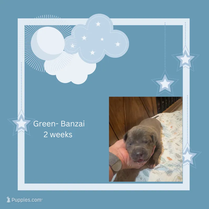 Green collar - Banzai – American Bully puppy for sale in Roy, WA